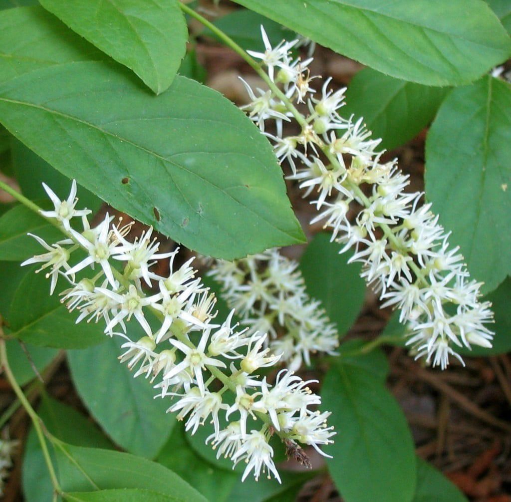 Sweetspire flowers